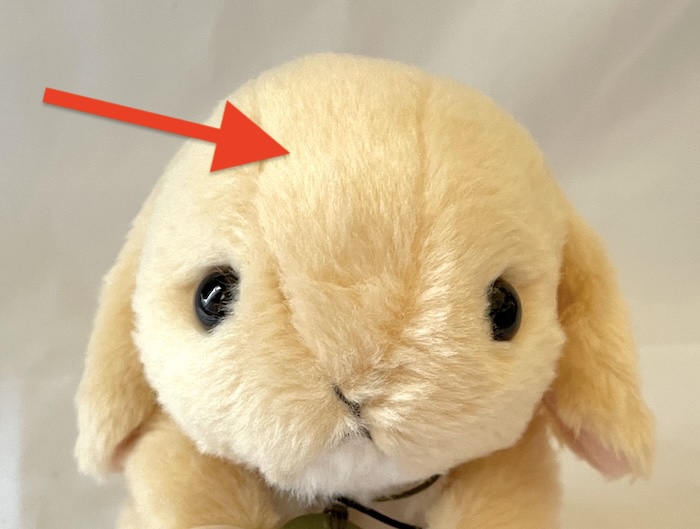 potteロップイヤー　毛に押さえたあとがついている